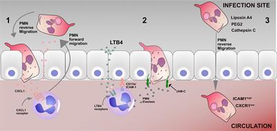 Microfluidic Systems to Study Neutrophil Forward and Reverse Migration
